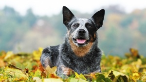 Adopter un chiot Australian cattle dog