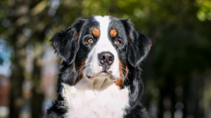 Elevages de Berner sennenhund