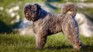 Combien cote un de Bouvier des flandres