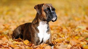 Adopter un chiot Boxer