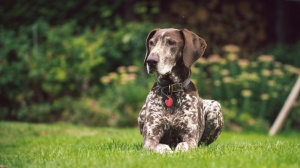 Adopter un chiot Braque allemand  poil court