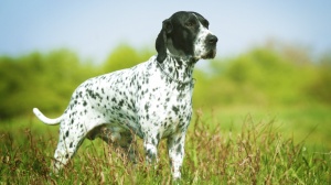 Adopter un chiot Braque d'auvergne