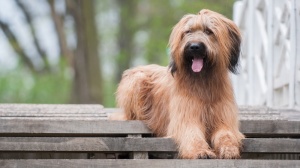 Acheter un chien Berger de brie adulte ou retrait d'levage