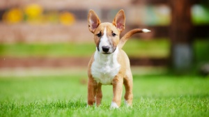 Combien cote un de Bull terrier miniature