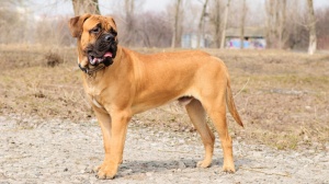 Combien cote un de Bullmastiff