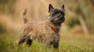 Adopter un chiot Cairn terrier