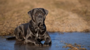 Combien cote un de Cane corso