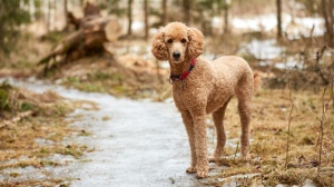 Acheter un chien Caniche moyen adulte ou retrait d'levage