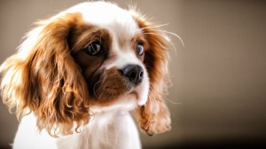 Adopter un chiot Cavalier king charles spaniel