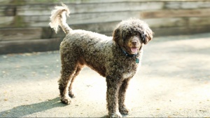 Élevages de Chien d'eau portugais poil fris