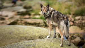 Élevages de Chien-loup de saarloos