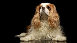 Combien cote un d'American cocker spaniel