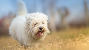 Acheter un chien Coton de tulear adulte ou retrait d'levage