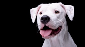 Elevages de Dogo argentino