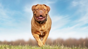 Elevages de Dogue de bordeaux