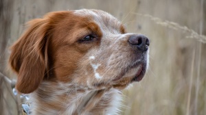 Adopter un chiot Epagneul breton