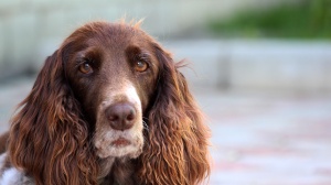 Acheter un chien Epagneul franais adulte ou retrait d'levage