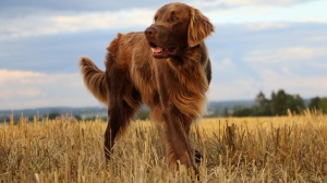 Élevages de Flat coated retriever