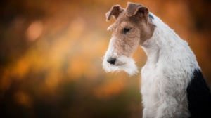 Combien cote un de Fox terrier (wire)