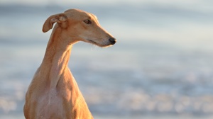 Annonces de reproducteurs de race Galgo espagnol