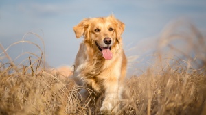 Adopter un chiot Golden retriever