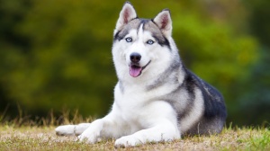 Annonces de reproducteurs de race Husky de sibrie