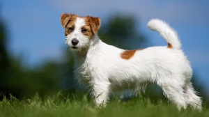 Combien cote un de Jack russell terrier