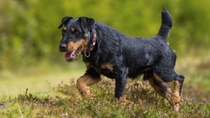 Élevages de Jagdterrier allemand