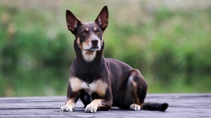 Adopter un chiot Australian kelpie