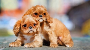 Adopter un chiot King charles spaniel