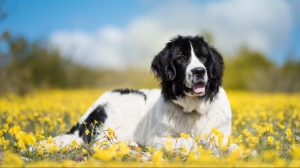 Acheter un chien Landseer adulte ou retrait d'levage