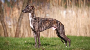 Elevages de Greyhound