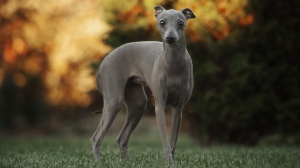 Acheter un chien Levrette d'italie adulte ou retrait d'levage