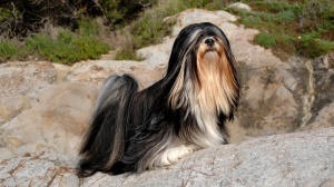 Elevages de Lhassa apso