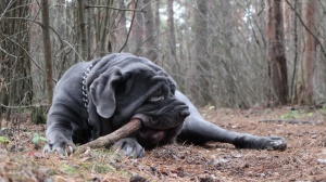 Adopter un chiot Mastino napoletano