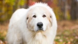 Pyrenean mountain dog : Origine, Description, Prix, Sant, Entretien, Education