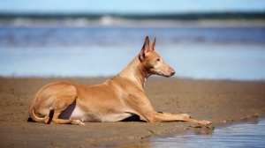 Élevages de Chien du pharaon