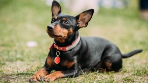 Adopter un chiot Pinscher nain