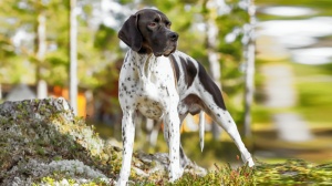 Élevages d'English pointer