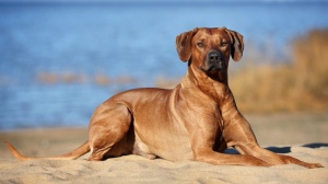 Combien cote un de Chien de rhodsie  crte dorsale