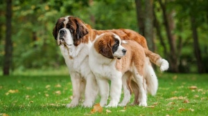 Annonces de reproducteurs de race Chien du mont saint-bernard poil long