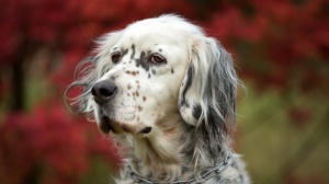 Combien cote un d'English setter