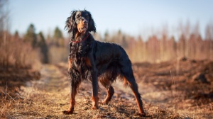 Élevages de Gordon setter