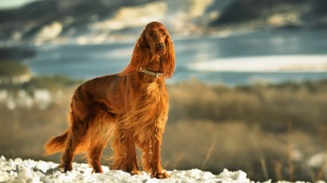 Adopter un chiot Irish red setter