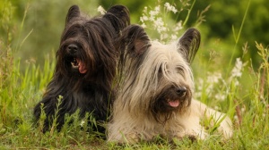 Elevages de Skye terrier