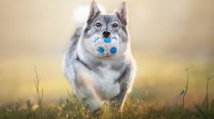 Acheter un chien Spitz des visigoths adulte ou retrait d'levage