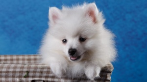 Adopter un chiot Spitz italien