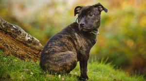 Combien cote un de Staffordshire bull terrier