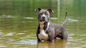 Combien cote un d'American staffordshire terrier