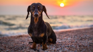 Acheter un chien Teckel poil ras adulte ou retrait d'levage